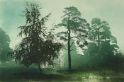 Marshland Mist