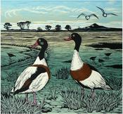 Shelducks