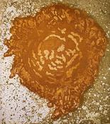 Sunflower Seed Germination
