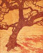 Conor Gallagher, Cork Tree, Botanic Gardens