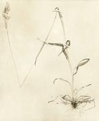 Alopecurus Pratensis (Botanical Gardens)