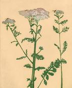Botanic Gardens - Achillea Distans