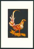 Cuban Cockerel