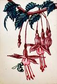Fuschia