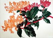 Honeysuckle