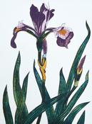 Iris