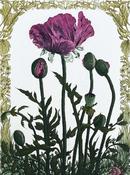Poppy