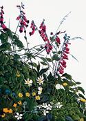 Hedgerow Flowers