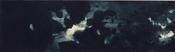Songbirds migrate at Night