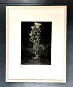 Verge (Framed)