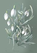 Snowdrops