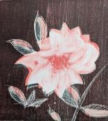 Rose for Anne