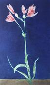 Hemerocalis Tiger Blood Blue