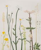 Meadow Sweet