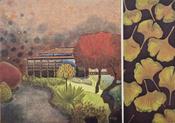 The ginkgos told us that the summer was over
