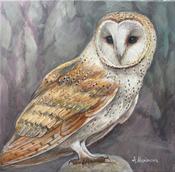 Small Owl