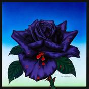 The Black Rose, Róisin Dubh image