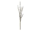 Cream Willow Branch