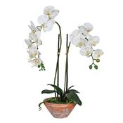 White Orchid in Terracotta Pot