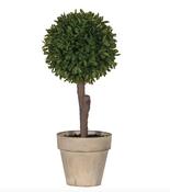 Boxwood Green Ball in Pot