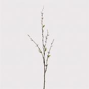 Natural Pussy Willow Stem with Leaves