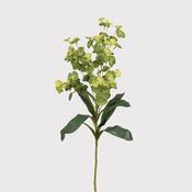 Green and Lime Euphorbia Spray image