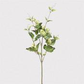 Pale Lime Hops Spray
