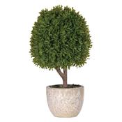 Miniature Boxwood Ball in Stone Pot image