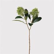Green Skimmia Spray with Leaves image