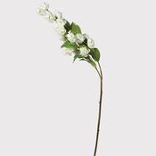 White Hops Stem