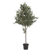 Natural Large Olive Topiary in Black Plastic Pot