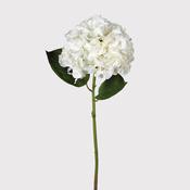 White Hydrangea 'Real Feel'