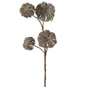 Brown Dry Look Clematis Stem