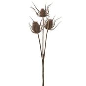 Brown Teasel Bundle