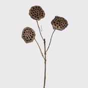 Natural Lotus Stem image