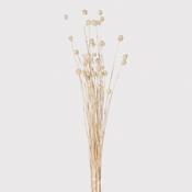 Wheat Real Dried Ball Flower Bundle image