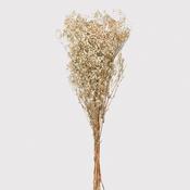 White Real Dried Gypsophila