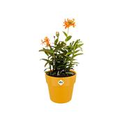 Elho B.for Original Round Ochre Pot image