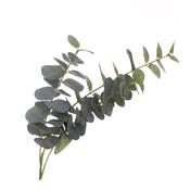 Artificial Eucalyptus Spray image