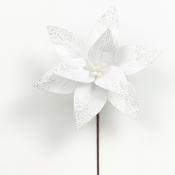 White Poinsettia