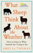 What Sheep Think About the Weather: How To Listen To What Animals Are Trying To Say by Amelia Thomas (Hardback)