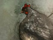  Hamilton Gallery Storm Chicken - Heidi Wickham image