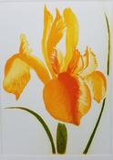  Hamilton Gallery Gráinne Cuffe - Golden Iris image
