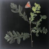  Hamilton Gallery Doyle, Cliona  - Oak with Tiger Moth