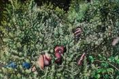  Hamilton Gallery West, Manon - 'Gorse Creep'