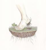  Hamilton Gallery Carswell, Fiona - 'Uprooted'