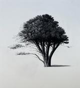  Hamilton Gallery O'Farrell, Sorca - 'Family Tree' image