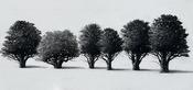  Hamilton Gallery O'Farrell, Sorca - 'Line Up'