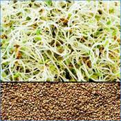 Alfalfa Seed 250g Certified Organic image