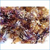 Carrageen Moss Irish